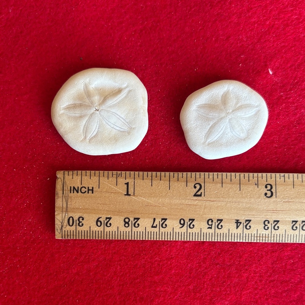 White Sand Dollar Collection - Picture 3 of 7